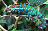 Chameleon - Description, Habitat, Image, Diet, and Interesting Facts