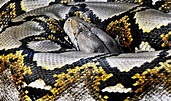 Reticulated Python s Guide | Everything About These Huge Snakes