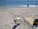 Jupiter Off-Leash Dog Beach in Jupiter, FL (2020 Photos, Reviews, Info ...