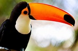 Close-u photo of long-beak parrot HD wallpaper | Wallpaper Flare