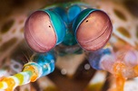 Datos sobre el camarón mantis (Stomatopoda) - ZemHe