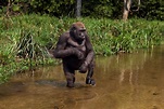 Cross River Gorilla The Congo Basin is left with not more than 200 to ...