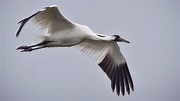 What Whooping Crane Reintroductions Tell Us About Animal Culture • The ...