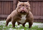 What is an Exotic Bully, and Where Do I Get One of These Bully Puppies ...