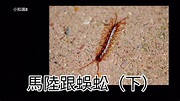 小知識8 分辨馬陸蜈蚣（下） - YouTube