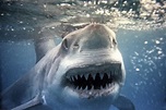'Great White Pointer Shark' Photographic Print - | AllPosters.com