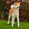 Stunning female Japanese Akita Inu Puppy | Coventry, West Midlands ...