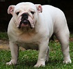 Bulldog - Puppies, Rescue, Pictures, Information, Temperament ...