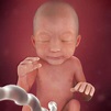 Desenvolvimento fetal - 24 semanas de gravidez - BabyCenter