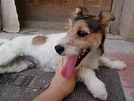 Perro Fox Terrier en adopción en Murcia | COQUE