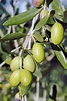 Learn How to Grow Olive Trees in the Home Landscape | Gardener’s Path
