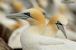 ALCATRACES Imagen & Foto | animales, aves, naturaleza Fotos de ...