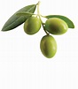 Olive PNG transparent image download, size: 1221x1400px