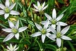 Star of Bethlehem: Plant Care & Growing Guide