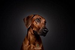 Hundefotografie im Studio - Tierische Tierfotografie