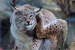 Lux Foto & Bild | tiere, wildlife, säugetiere Bilder auf fotocommunity