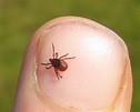 Think You're Seeing More Ticks? The Cape's Entomologist Says It's Not ...