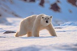 Scientists unravel the secrets of polar bear fur • Earth.com