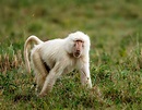 Rare white baboon spotted in Tanzania | Albino animals in pictures ...