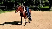 Pferd hat Panik beim Aufsteigen - PRE Sierra im Training - YouTube