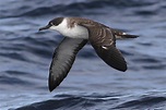 Joe Pender Wildlife Photography: Great Shearwater (puffins gravis)