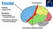 Lobes of the Brain: Cerebral Cortex Anatomy, Function, Labeled Diagram ...