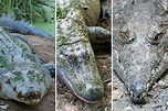 Das Krokodil: 11 faszinierende Fakten über Krokodile