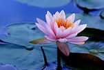 Water Lilies, HD Flowers, 4k Wallpapers, Images, Backgrounds, Photos ...