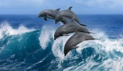 15 Examples of Aquatic Mammals - Examples Lab