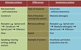 2.5.5 Voluntary Actions and Involuntary Actions - SPM Science