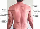 3: Fotografia do dorso, mostrando a anatomia da região dorsal ...