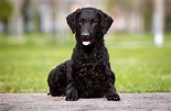 The Curly Coated Retriever: Everything You Need to Know - K9 Web