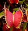 Carnivorous Plant Facts | Garden Guides