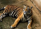 File:Bengal Tiger.jpg - Wikipedia, the free encyclopedia