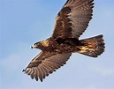 Golden Eagle Flight Photograph by Mark Miller - Pixels