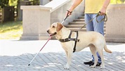 Seeing Eye Dog Adoption: Everything You Must Know Before Adopting