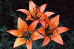 5 Lilies Native to the Northeastern U.S.