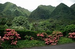 Harold L. Lyon Arboretum: Honolulu Attractions Review - 10Best Experts ...