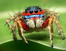 What are the most DANGEROUS spiders in Britain? Venomous spiders ...