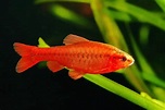 Cherry Barb: Diet | Breeding | Lifespan | Size | Care Guide ...
