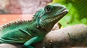 Bringing Your Reptile Home | Reptile Advice | Vets4Pets