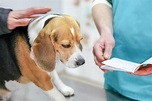 Rocky Mountain Spotted Fever in Dogs - Great Pet Care