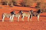 Kalahari Desert in 2020 | Wildlife, Animals, Namibia