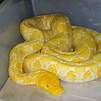 Albino Reticulated Python - 6 foot adults