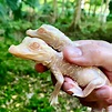 Eerie albino alligator babies hatched at Florida animal park | Live Science