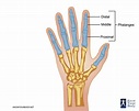 Phalanges - Definition, Function, Anatomy, Origin and FAQs