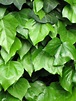 Free ivy, climbing plant... 2 Stock Photo - FreeImages.com