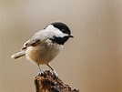 10 Smallest Birds In North America – North American Nature