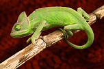 Download Animal Chameleon 8k Ultra HD Wallpaper