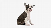 Boston Terrier Transparent PNG - 457x387 - Free Download on NicePNG